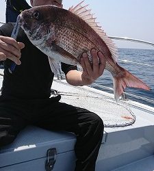 海龍丸（福岡） 釣果