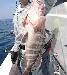 海龍丸（福岡） 釣果