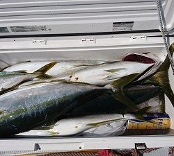 海龍丸（福岡） 釣果