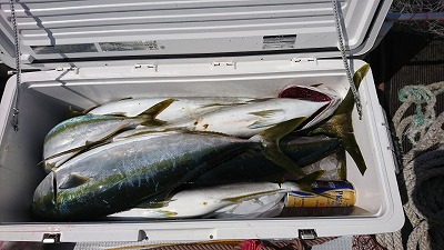 海龍丸（福岡） 釣果