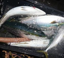 海龍丸（福岡） 釣果