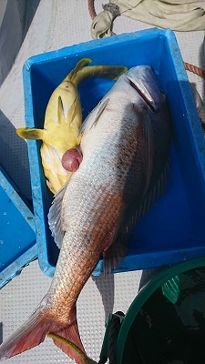 海龍丸（福岡） 釣果