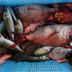 明神釣船 釣果