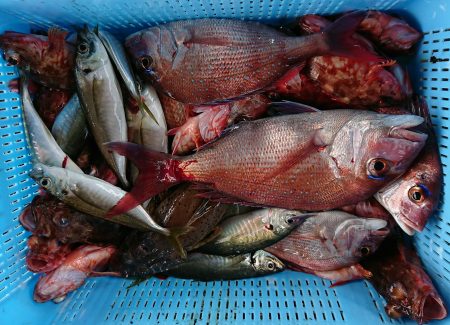 明神釣船 釣果