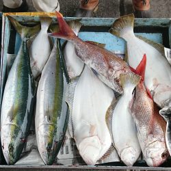 明神釣船 釣果