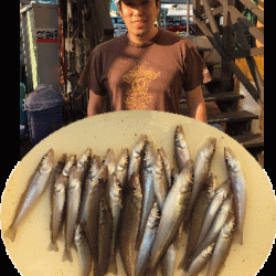 荒川屋 釣果