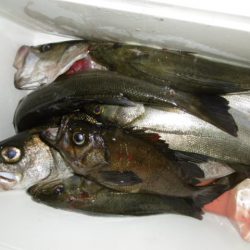 かもめ釣船 釣果