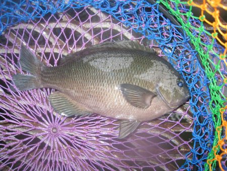 オリジナルメーカー海づり公園(市原市海づり施設) 釣果