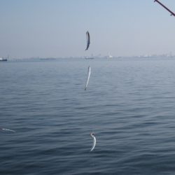 オリジナルメーカー海づり公園(市原市海づり施設) 釣果