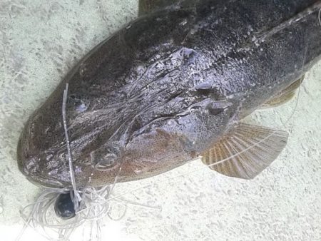 さわ浦丸 釣果