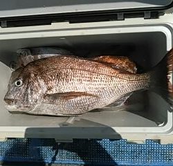 フィッシングガイド りょう 釣果