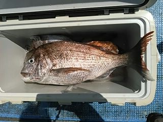 フィッシングガイド りょう 釣果