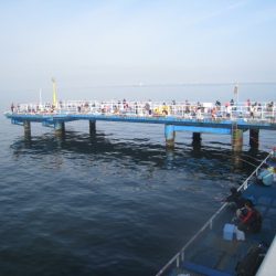 オリジナルメーカー海づり公園(市原市海づり施設) 釣果