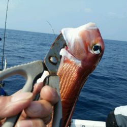 つれ鷹丸 釣果