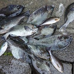 伊豆下田フィッシング 釣果