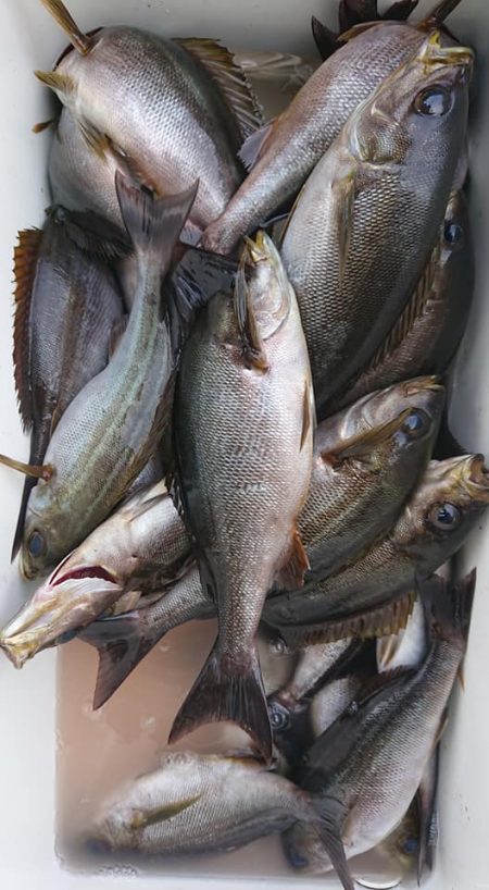 伊豆下田フィッシング 釣果