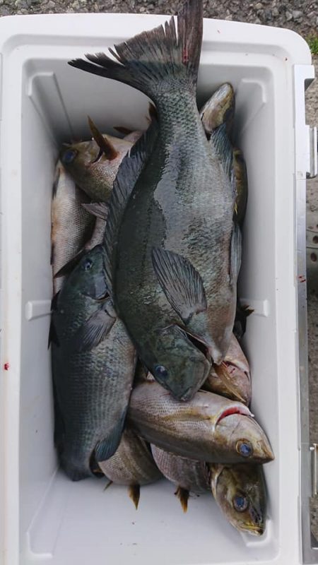 伊豆下田フィッシング 釣果