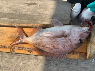 幸吉丸 釣果