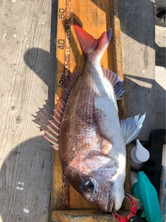 幸吉丸 釣果