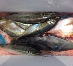 功成丸 釣果