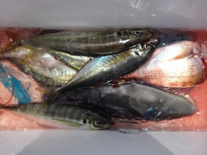 功成丸 釣果