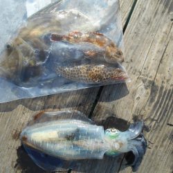 こかわ渡船　雅丸 釣果