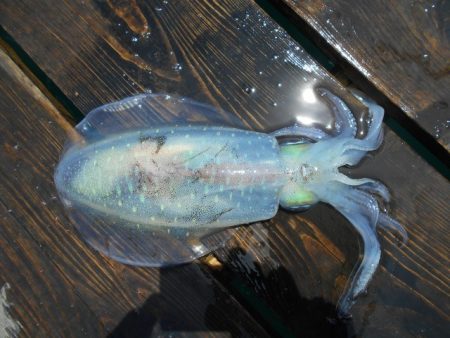 こかわ渡船　雅丸 釣果