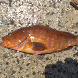 千鳥丸 釣果