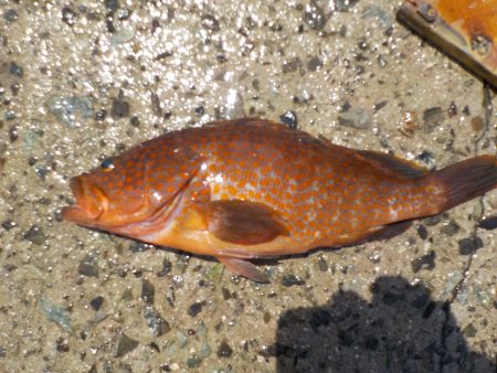 千鳥丸 釣果