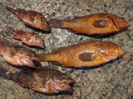 千鳥丸 釣果