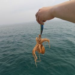 フィッシングボート空風（そらかぜ） 釣果