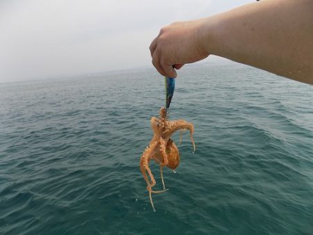 フィッシングボート空風（そらかぜ） 釣果