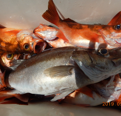 作十丸 釣果