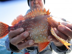 兼六丸 釣果