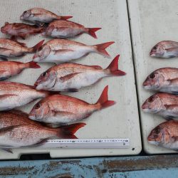 はらまる 釣果