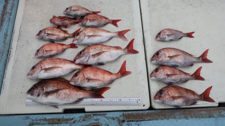 はらまる 釣果