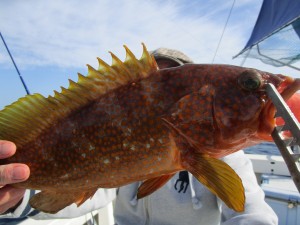 兼六丸 釣果