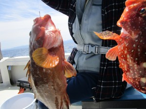 兼六丸 釣果