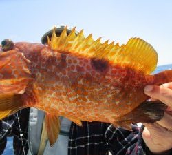 兼六丸 釣果