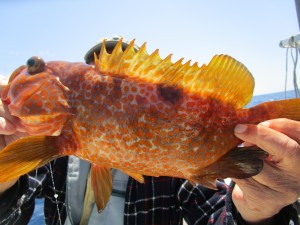 兼六丸 釣果