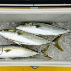 火遠理丸（ほおりまる） 釣果