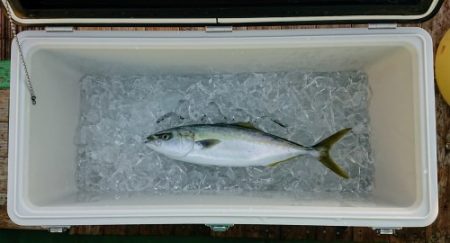 火遠理丸（ほおりまる） 釣果