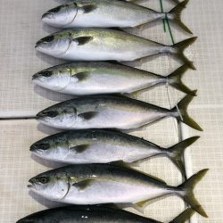 剣 釣果