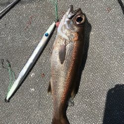 へいみつ丸 釣果