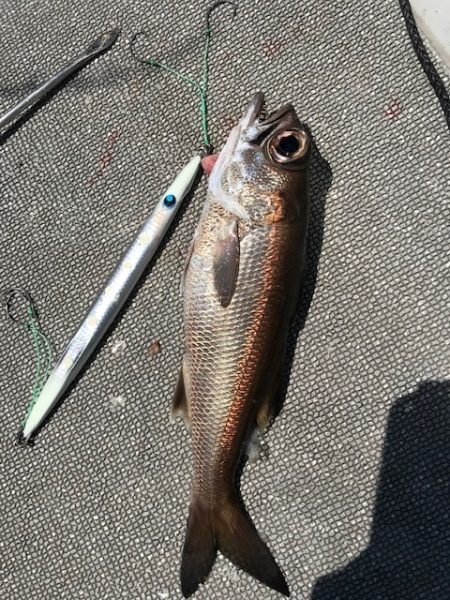 へいみつ丸 釣果