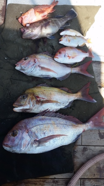 小海途 釣果