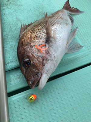 さんさん丸 釣果