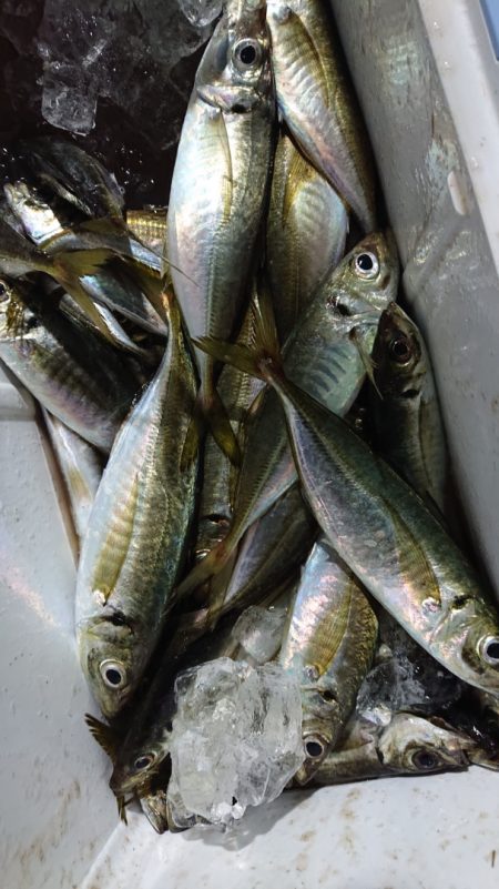 シースナイパー海龍 釣果