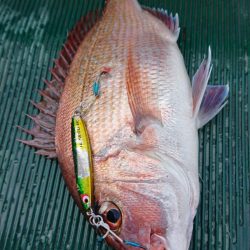 鷹王丸 釣果