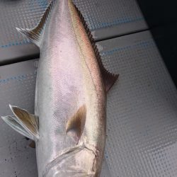 だて丸 釣果